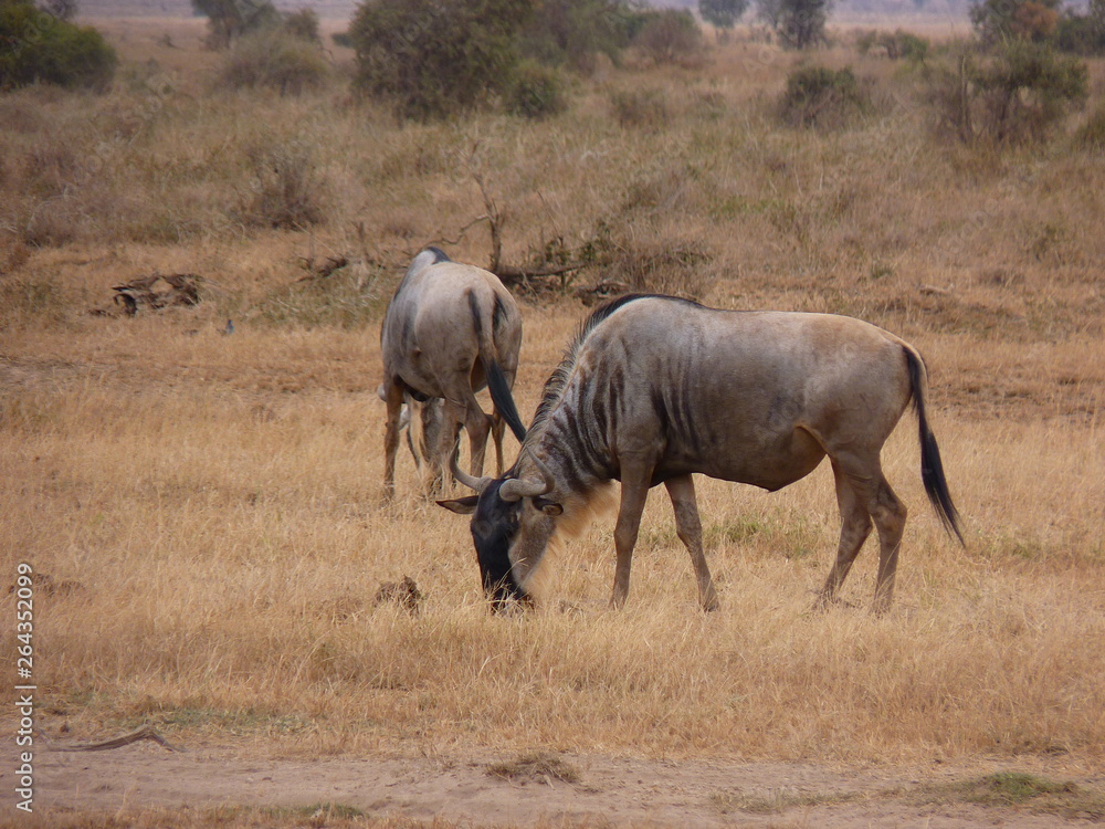 Amboseli National Park