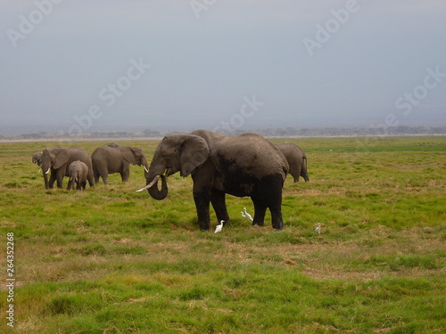 Amboseli National Park © Sergey