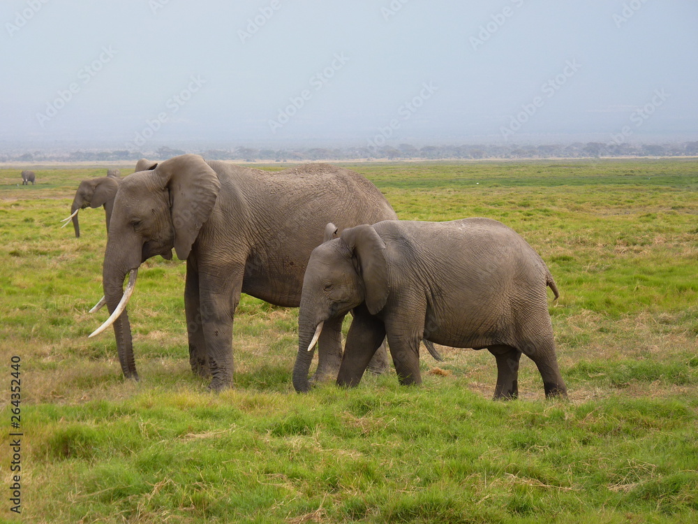 Obraz premium Amboseli National Park
