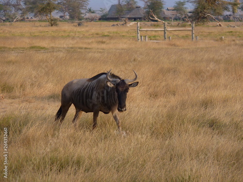 Fototapeta Naklejka Na Ścianę i Meble -  Amboseli National Park