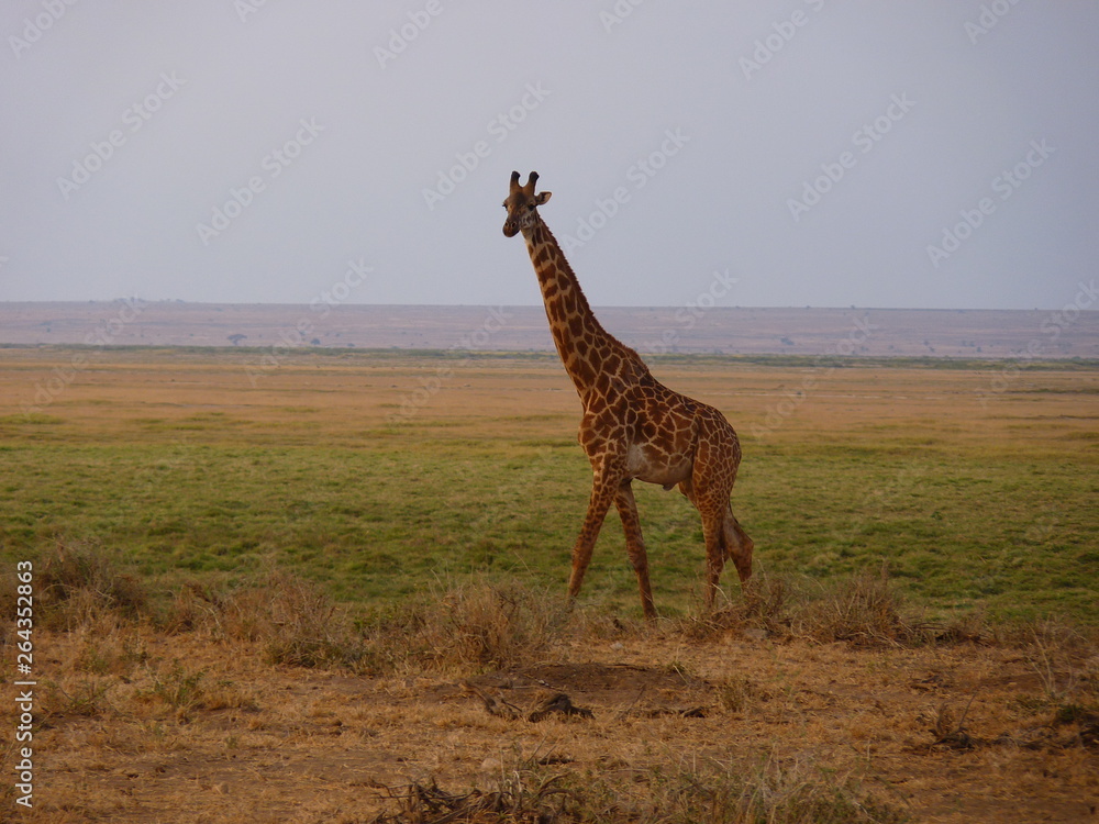 Obraz premium Amboseli National Park