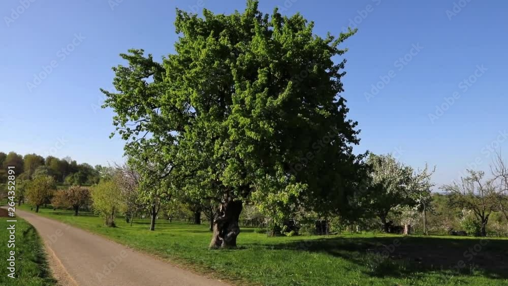 Streuobstwiese im Frühling - Kamerafahrt Streuobstwiese im Frühling - Kamerafahrt