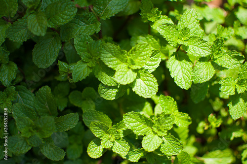 Peppermint leaf or Kitchen Mint or Marsh Mint or Metha cordifolia Opiz were planted on the ground. Its leaves are small, rough and it has a green color. It is a herb made as food and medicine.