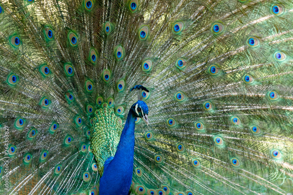 Fototapeta premium Amazing peacock during his exhibition