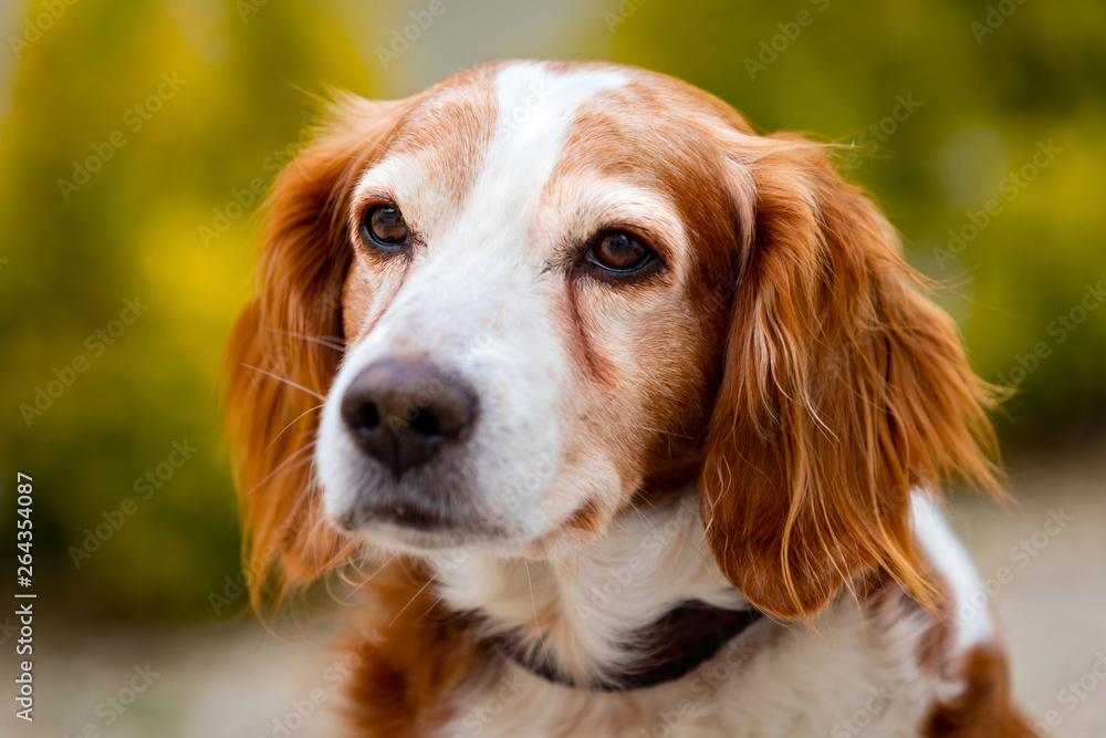 Beautiful portrait of a white and brown dog Beautiful portrait of a white and brown dog