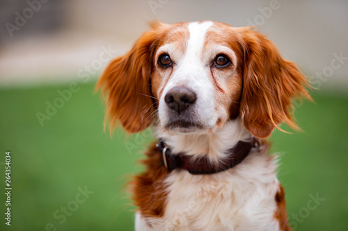 Beautiful portrait of a white and brown dog