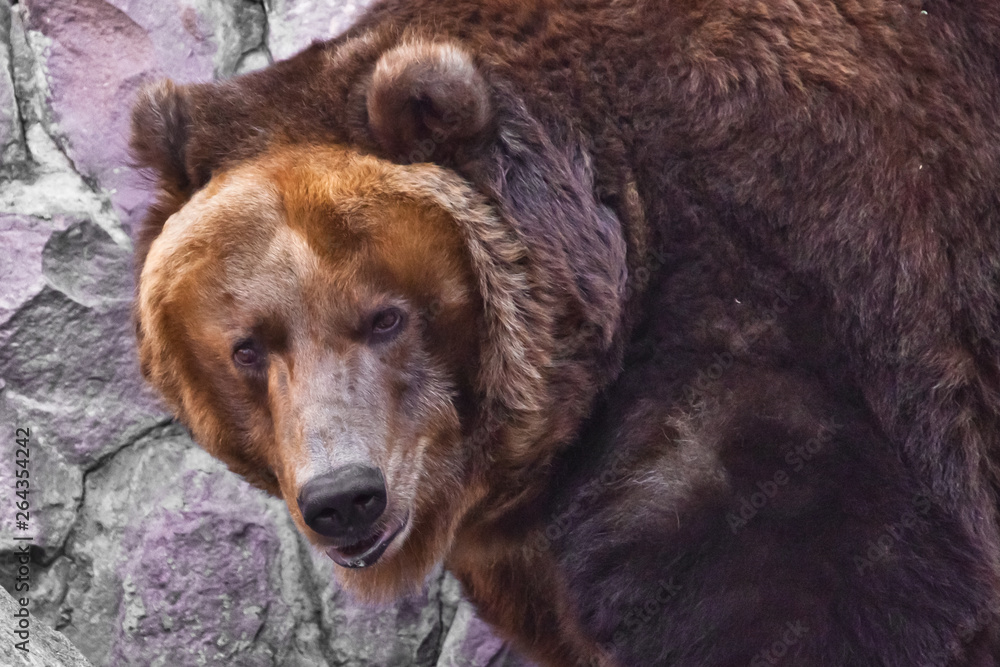 Look half-turned - a big face. Huge powerful brown bear close-up, strong beast on a stone background, Look half-turned - a big face. Huge powerful brown bear close-up, strong beast on a stone background,