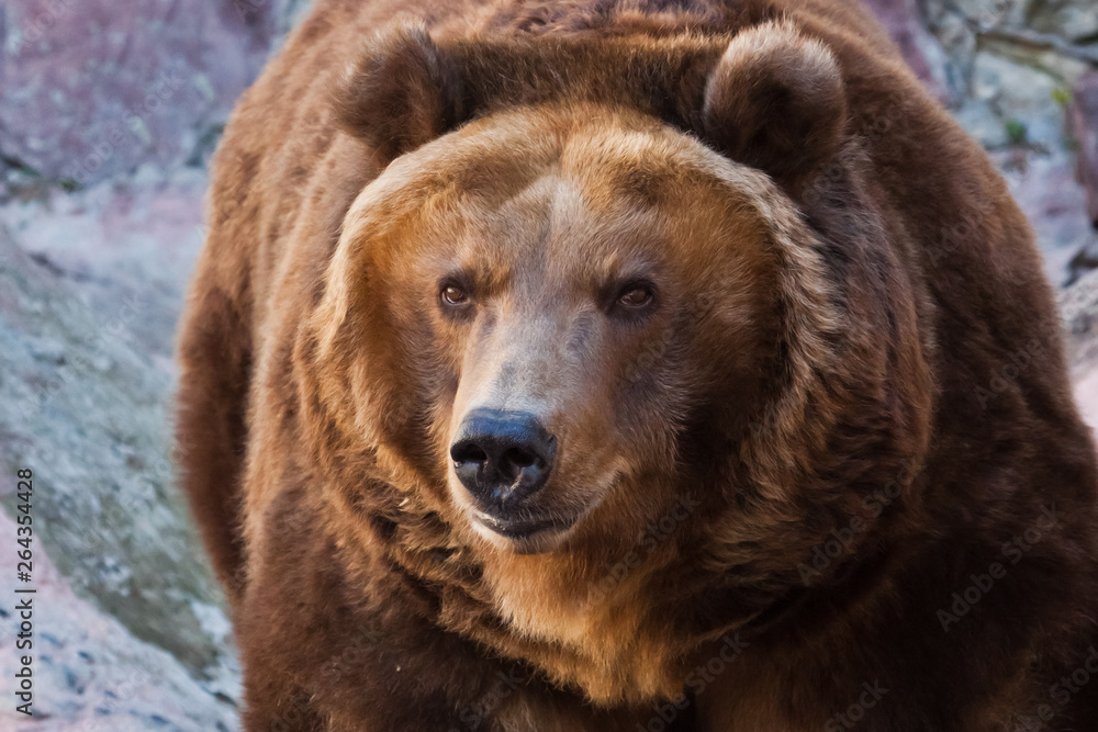 Huge powerful brown bear close-up, strong beast on a stone background, Huge powerful brown bear close-up, strong beast on a stone background,