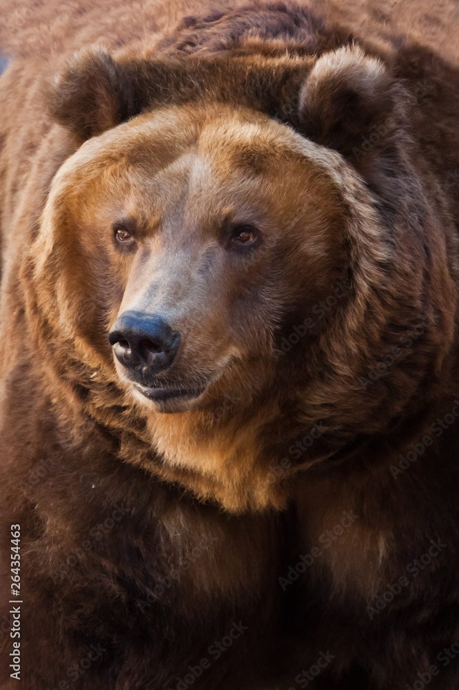 Muzzle. A portrait of a huge bear in the whole frame, the beast is huge and illuminated by the sun. Huge powerful brown bear