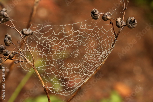 Delicate orb spiderweb, filled with tiny dewdrops, between two twigs