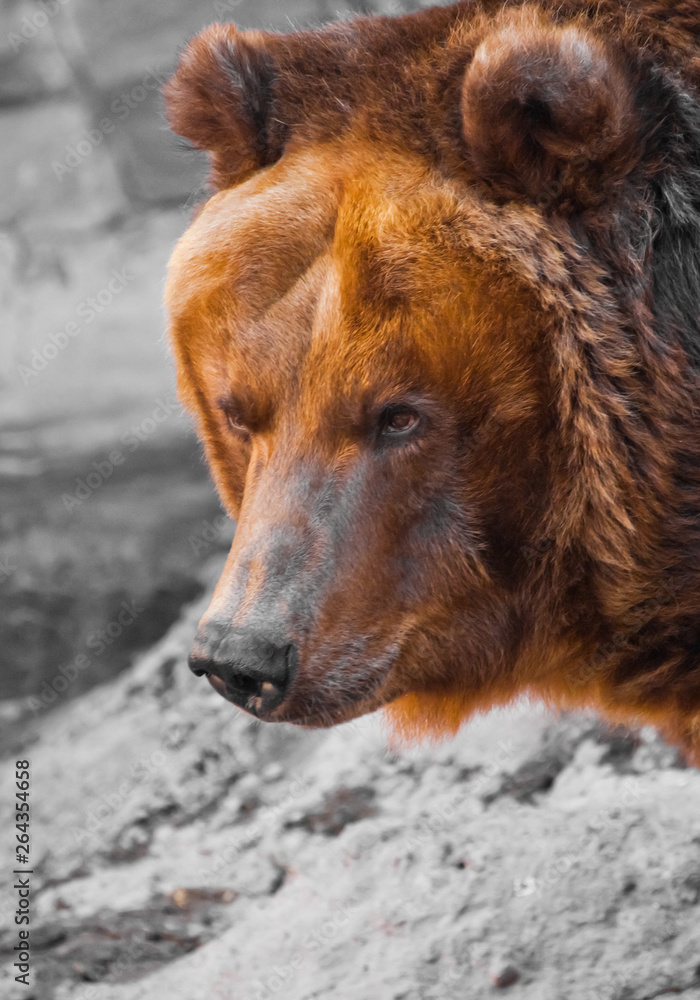 Huge powerful brown bear close-up, strong beast on a stone background,