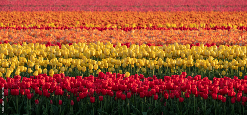 Colourful tulips growing in rows in a flower field near Lisse, South Holland, Netherlands. The colours give a striped effect.