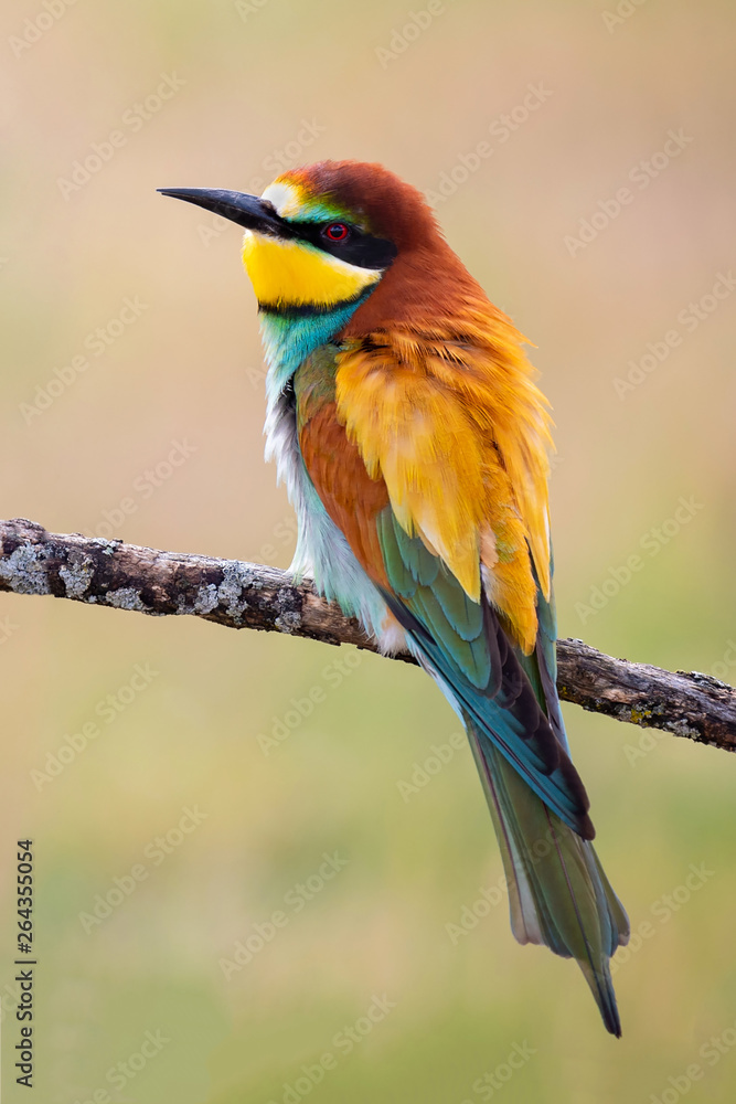Obraz premium Portrait of a colorful bird