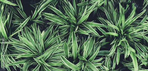 Green leaves plant pattern ...