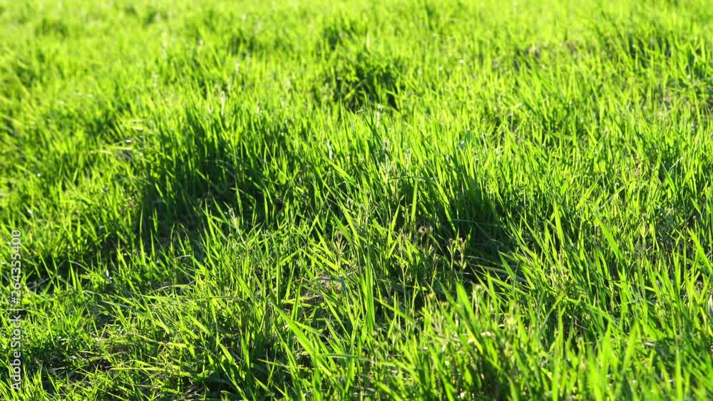 Green grass sprouts in the meadow. In the background beautifully blurred grass. Insects flying here and there. Visible dry grass from the previous season Green grass sprouts in the meadow. In the background beautifully blurred grass. Insects flying here and there. Visible dry grass from the previous season