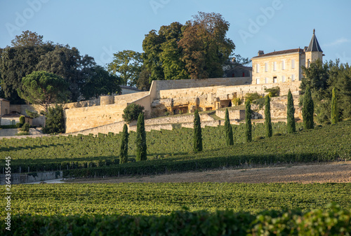 Ripe red grapes on rows of vines in vienyard of Clos La Madeleine  before the wine harvest in Saint Emilion region. France