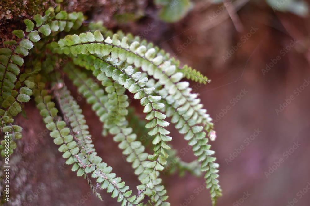 Braunstieliger Streifenfarn (Asplenium trichomanes)