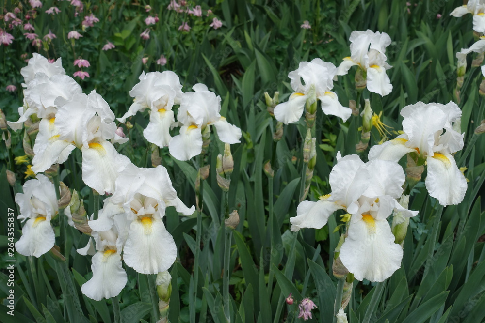 Many white flowers of bearded irises in May Many white flowers of bearded irises in May
