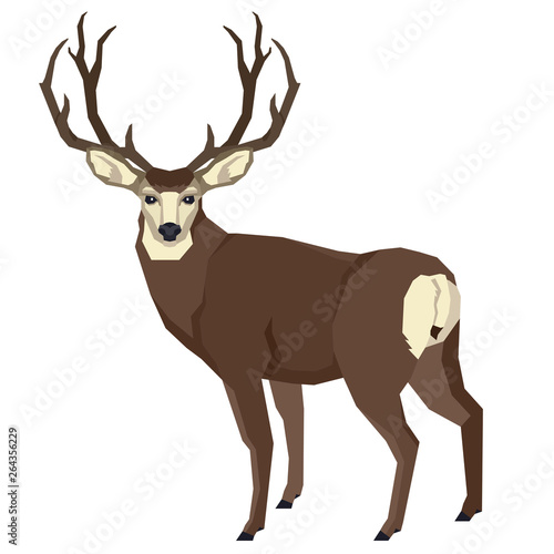 Wild animals Vector illustration of a mule deer Isolated object Geometric style