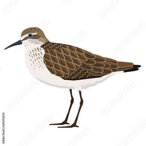 Birds collection Sandpiper Vector illustration Isolated object photo