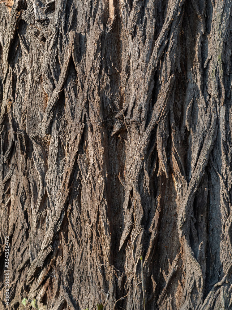 Bark of a robine tree Bark of a robine tree