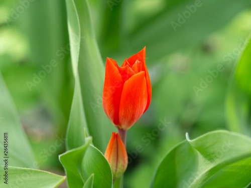 Red garden tulip in spring