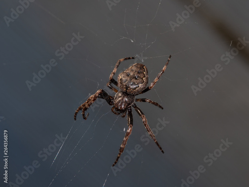 Garden spider in its web