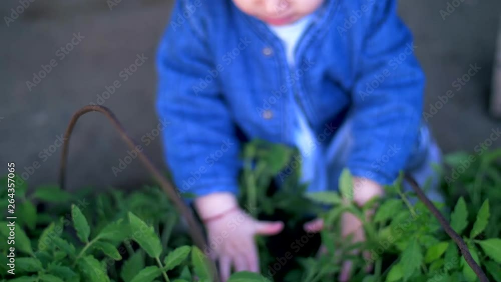 Little girl touches a seedlings with tomatoes. Slow motion Little girl touches a seedlings with tomatoes. Slow motion