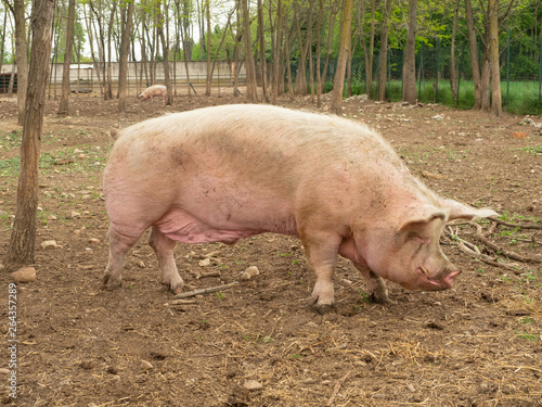Large big pig on the farm