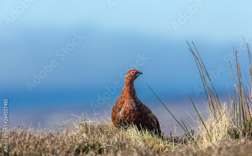 Tableau sur toile Red Grouse male (Lagopus lagopus) in early Spring on Grouse moor with bright red eye comb