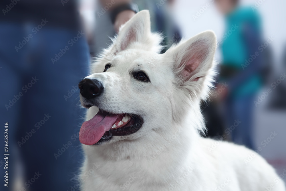 Beautiful dog of white swiss shepherd breed. Close up portrait of wise dog with happy smiling look. Inoors, copy space.