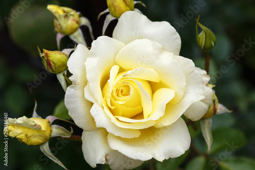 Light yellow Large-Flowered Climber rose in garden, floral natural vintage background. photo