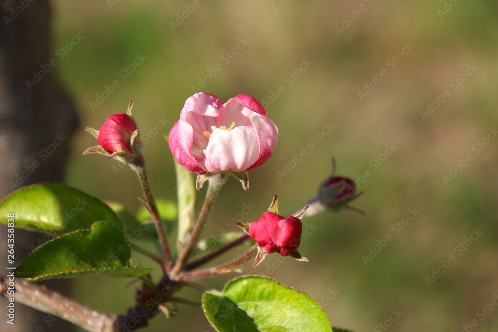 Apple blossoms awaken in spring Apple blossoms awaken in spring