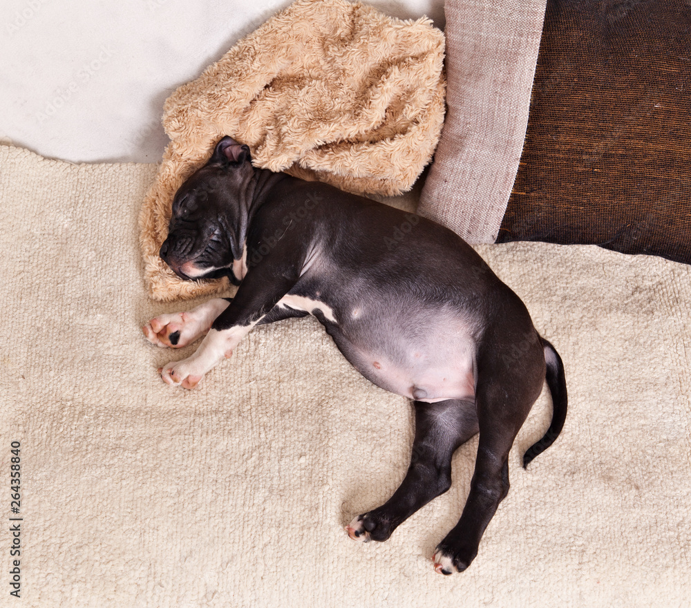 A big full American Staffordshire Terrier puppy with a big belly sleeping  on the couch Stock Photo | Adobe Stock