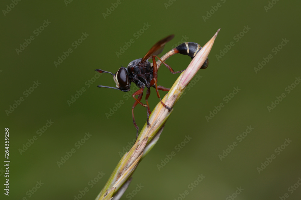 Thick-headed fly, Physocephala furcillata, Conopidae sitting on plant stem Thick-headed fly, Physocephala furcillata, Conopidae sitting on plant stem