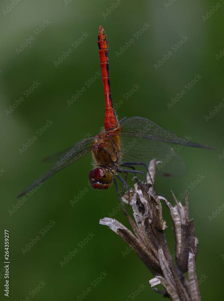 A dragonfly Ruddy Darter, sympetrum sanquineum, – sitting on a dry plant stem. A dragonfly Ruddy Darter, sympetrum sanquineum, – sitting on a dry plant stem.