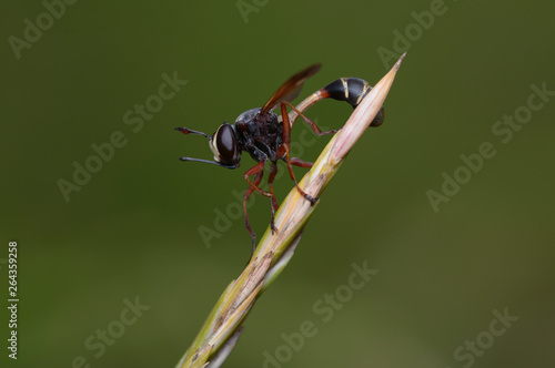 Thick-headed fly, Physocephala furcillata, Conopidae sitting on plant stem