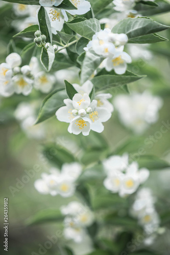 Branch of the blossoming white jasmine in sunny day