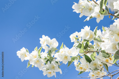 Branches of the blossoming jasmine bush with white flowers and green leaves against the background of a blue clear sky. The place for an inscription