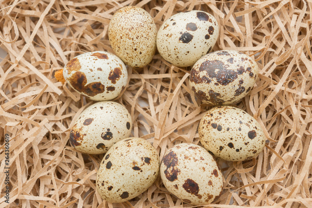 Quail spotted eggs lie on paper strips in the form of hay Quail spotted eggs lie on paper strips in the form of hay