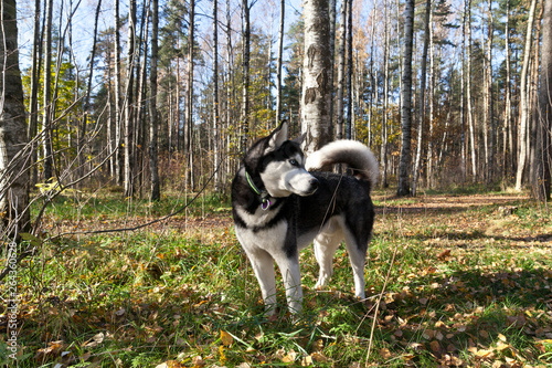 Dog breed Siberian Husky in the forest on nature