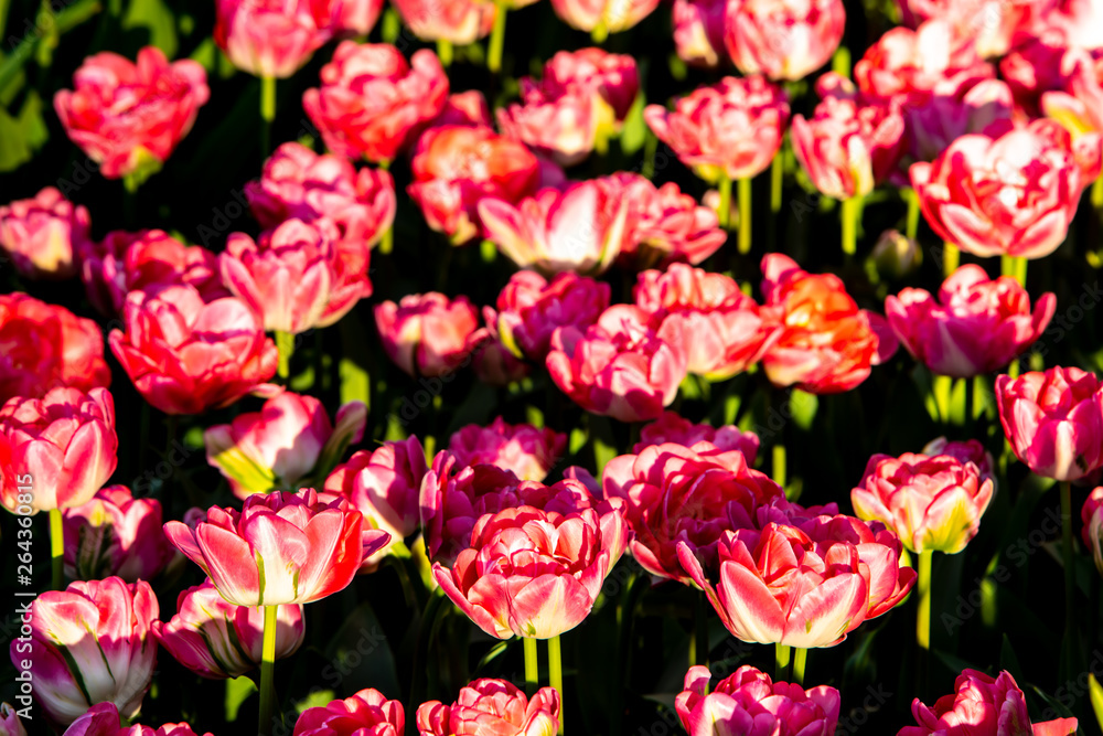 custom made wallpaper toronto digitalBeautiful red tulips in sunny weather in Holland