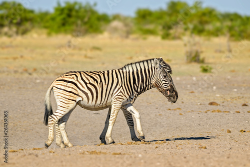 Plains Zebra - Equus quagga, large popular horse like animal from African savannas, Etosha National Park, Namibia