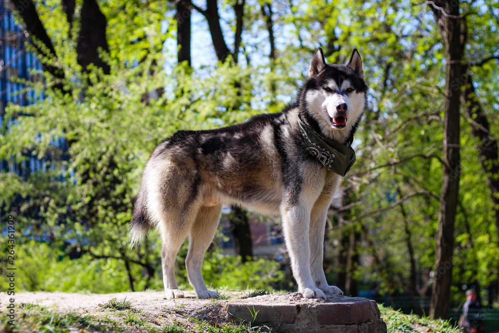 Husky playing in the park. Black and white dog in the park. Husky playing in the park. Black and white dog in the park.