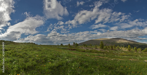 Alpine meadows in Altai