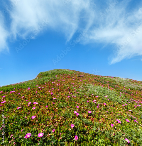 Pink flowers  Carpobrotus  on hillside