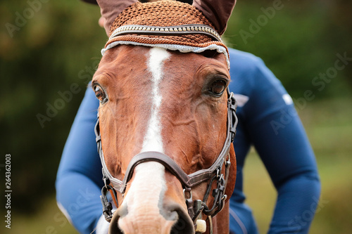 Horse's head in portraits from the front in close-up with rider, bridle and ear cap..