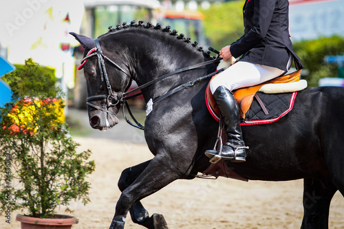 Black horse with rider in extremely crowded gallop in a jumping tournament.. © RD-Fotografie