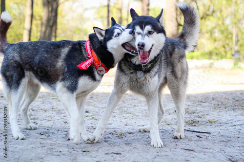 Two huskies are playing in the park. Black and white dog in the park.