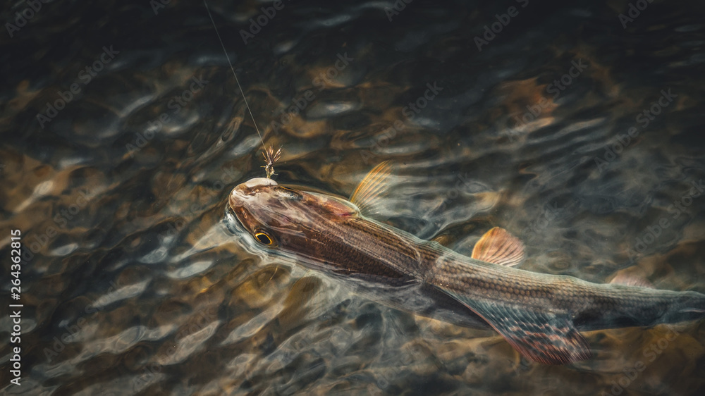 Obraz premium Grayling caught on fly fishing rod